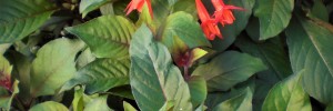 Fuchsia Gartenmeister