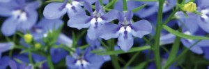 Lobelia Azure Waterfall