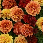 Marigold, Strawberry Blonde