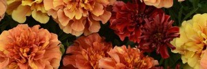 Marigold, Strawberry Blonde
