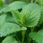 Tried & True Lemon Balm