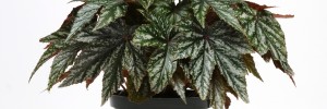 Gryphon Begonia
