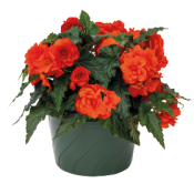 Begonia Nonstop Joy Orange