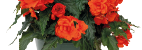 Begonia Nonstop Joy Orange