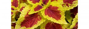 Coleus Stained Glassworks Raspberry Tart