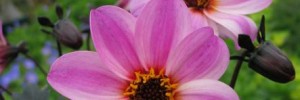 Dahlia-Mystic-Dreamer-Website 2