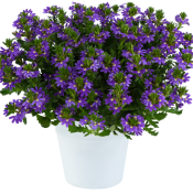 Scaevola Indigo Website