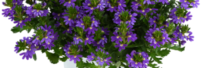 Scaevola Indigo Website