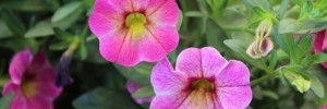 Calibrachoa Chameleon Lemon Berry