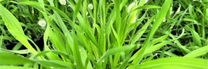 Bunny Tails