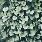 Dichondra Silver Falls