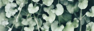 Dichondra Silver Falls