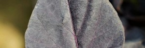 Ipomoea Dark Chocolate Hearts