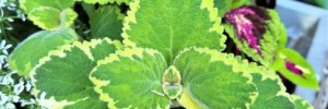 Plectranthus Twisted Lemon 2