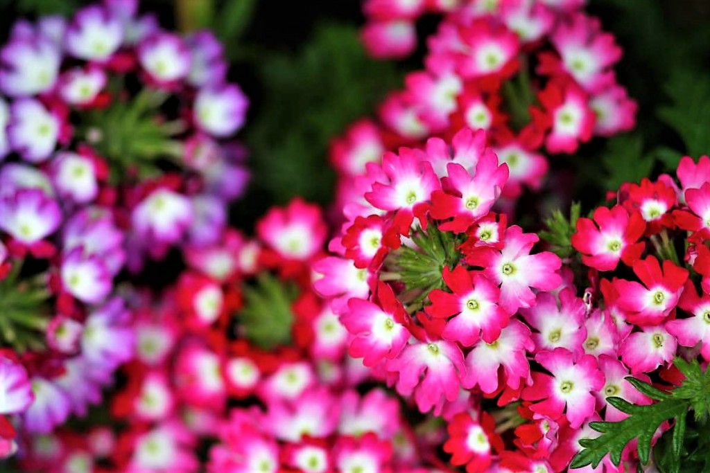 on rock wall trailing verbena