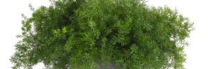 Asparagus Fern FuzzyFern (2)