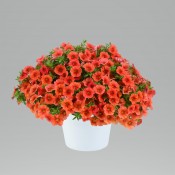 T&T Calibrachoa Sweet Chimes Tangerine