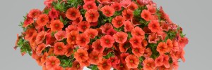 T&T Calibrachoa Sweet Chimes Tangerine