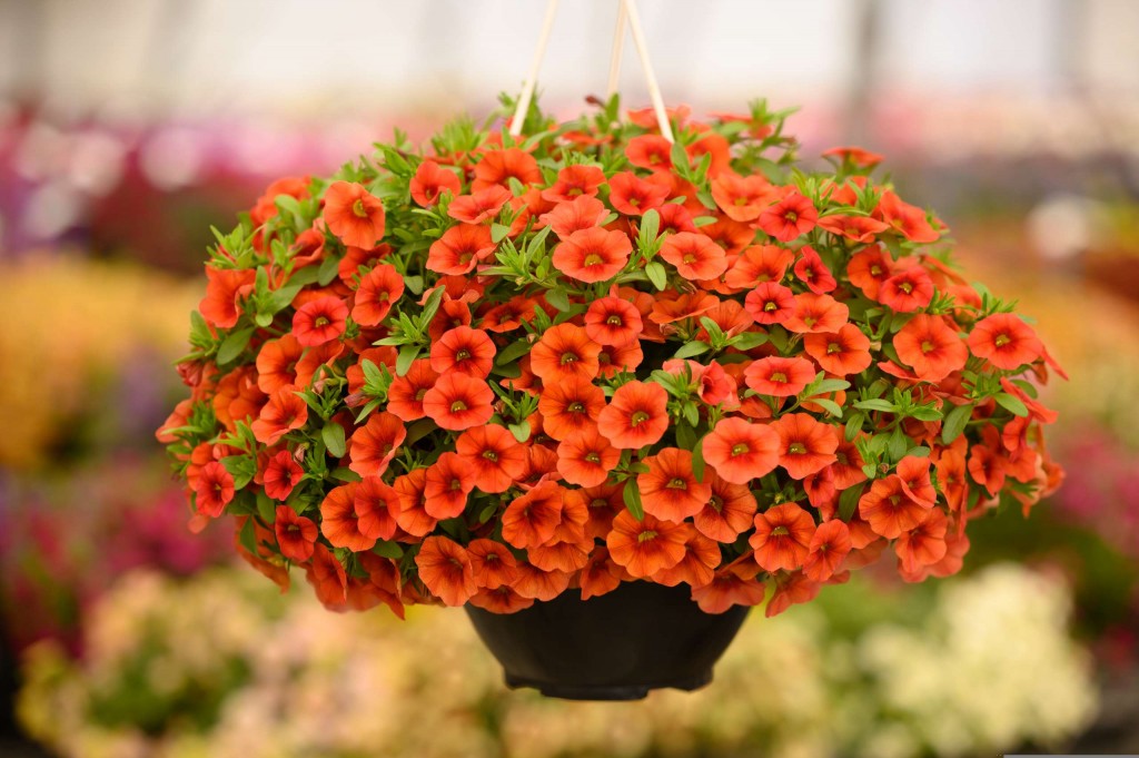 T&T Calibrachoa Sweet Chimes Tangerine