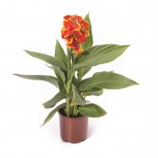 Canna Lily Cannova Red Golden Flame (2)