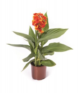 Canna Lily Cannova Red Golden Flame (2)