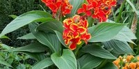 T&T Canna Lily Cannova Red Golden Flame