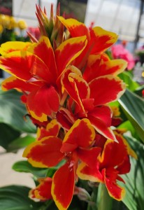 Canna Lily Cannova Red Golden Flame (3)