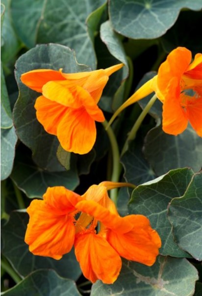 TotS Ediblossom Nasturtium Baby Orange