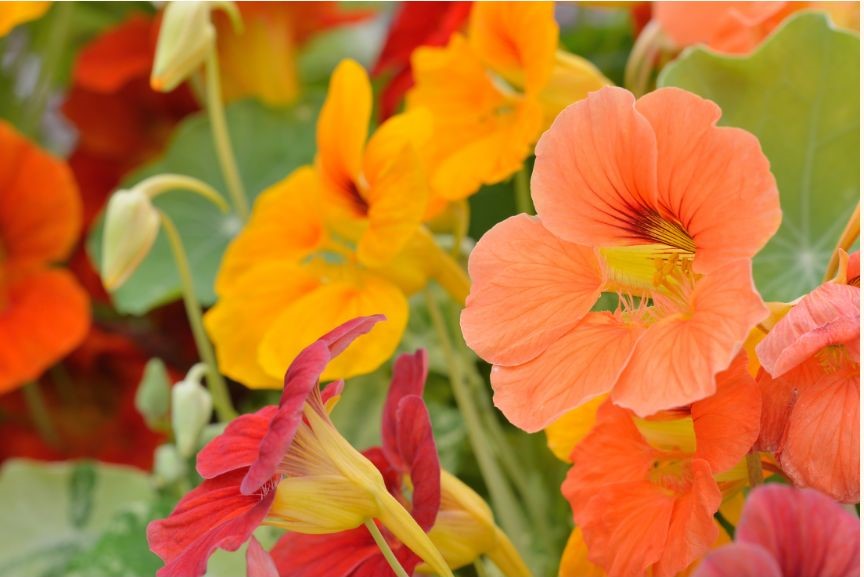 TotS Ediblossom Nasturtium Jewel Mix