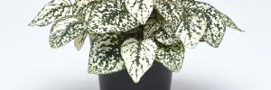 T&T Polka Dot Plant White
