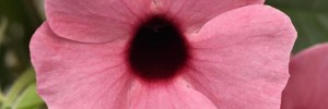 T&T Thunbergia Sunny Susy Rose Sensation