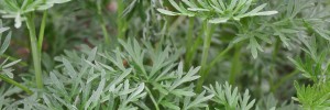 Artemisia (2) LR