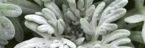 Artemisia FanciFillers Sea Salt