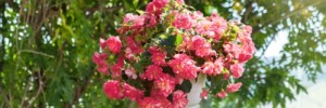 Begonia Nonstop Joy Rose Picotee HB