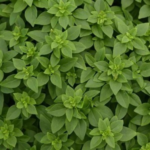 Bonsai Basil