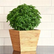 Bonsai Basil