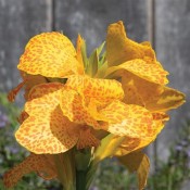 Canna Lily Cannova Gold Leopard