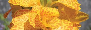 Canna Lily Cannova Gold Leopard