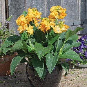 Canna Lily Cannova Gold Leopard Planter