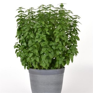 Everleaf Lemon Basil