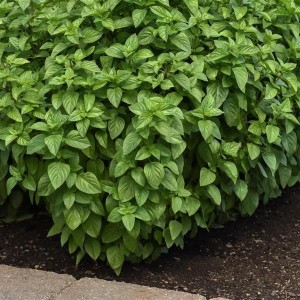 Everleaf Lemon Basil