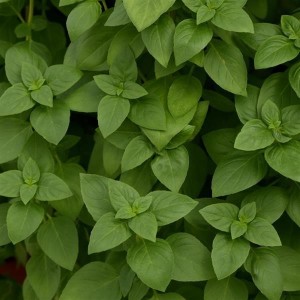 Everleaf Lemon Basil