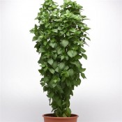 Everleaf Thai Towers Basil