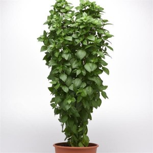 Everleaf Thai Towers Basil