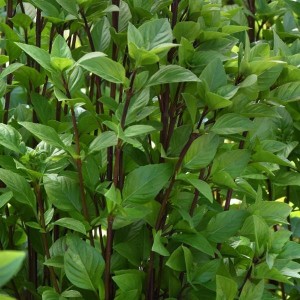 Everleaf Thai Towers Basil