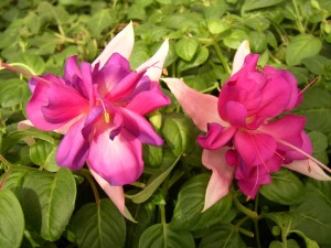 Fuchsia Bella Rosella