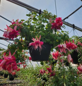 Fuchsia Bella Rosella HB