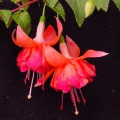 Fuchsia Bicentennial (2)