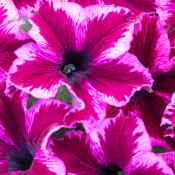 Petunia Crazytunia Cosmic Pink