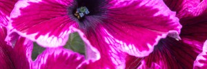 Petunia Crazytunia Cosmic Pink